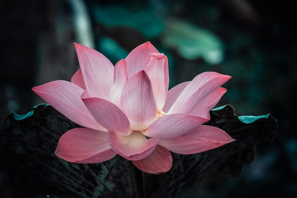 flowesr, lotus, nature-4546245.jpg