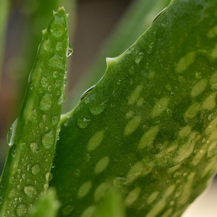 aloe vera, plant, wellness products, DIY, face masque