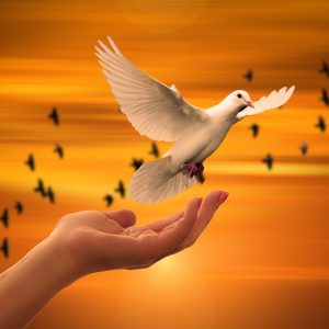 dove, freedom, peace-3426159.jpg