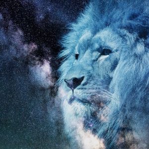 lion, starry sky, night-2400168.jpg